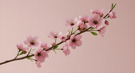 Pink flowers, Blossom, Branch, Delicate Pink Blossom Branch