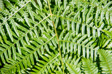 green fern leaves