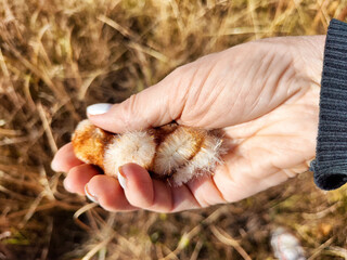 On a bright and sunny day, a vibrant and colorful caterpillar is being carefully cradled in...