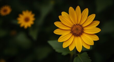 Yellow flower, Single flower, Bloom, Single Yellow Flower in Focus with Blurred Background