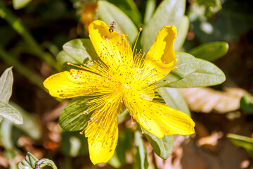 yellow flower with water drops