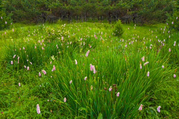 closeup heap of wild flowers in green grass on forest glade, summer outdoor flower scene