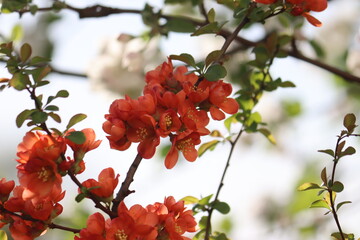 Flowering Japanese quince (Chaenomeles japonica) plant with bright orange flowers in spring garden