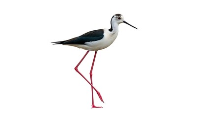 Obraz premium Black-winged Stilt Bird in Profile View Against White Background