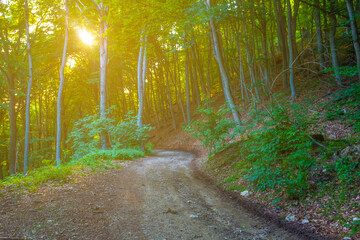 ground road through green forest on mount slope in light of evening sun