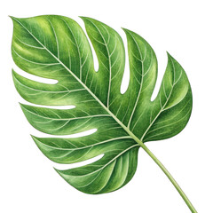 leaf aesthetic isolated background