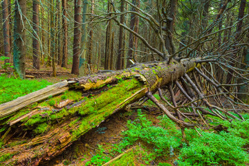 closeup dry tree among green fir forest
