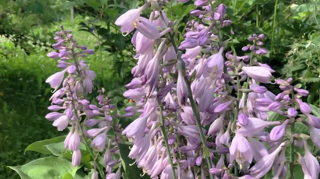 large striped bumblebees work tirelessly pollinating flowers bells, tracking focus