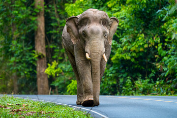 Elephants are large mammals and are the largest land animals. Wild elephants eat plants. They are...