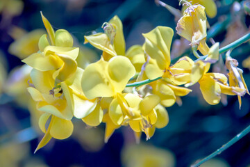 yellow iris flowers