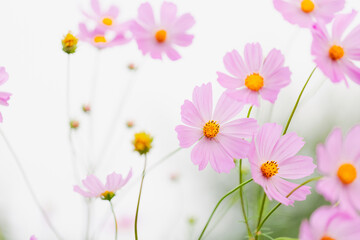 Tenderness and fragility of cosmos flowers in a summer park. Pink flowers, blooming on a field....