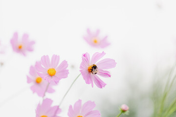 Tenderness and fragility of cosmos flowers on a summer field. Bumblebee on a flower. Macro beauty....