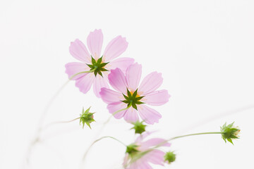 Tenderness and fragility of cosmos flowers in a summer park. Pink flowers, blooming on a field....