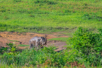 Elephants are large mammals and are the largest land animals. Wild elephants eat plants. They are big, have a small head, big legs, and have a trunk that reaches to the ground. That trunk is the nose.