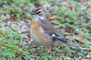 Bearded Scrub-robin (Cercotrichas quadrivirgata) perched on ground, Kruger National Park,...