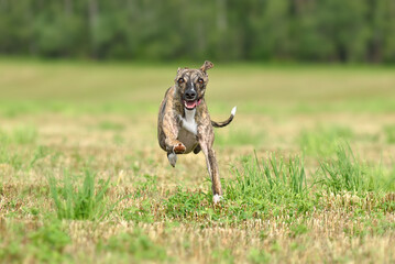 Hunting English Snap dog run