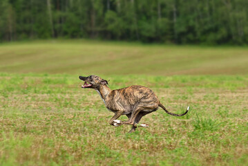 Running brindle English Whippet dog