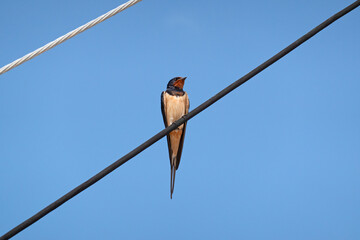 Barn swallow sitting on electricity cable under blue sky