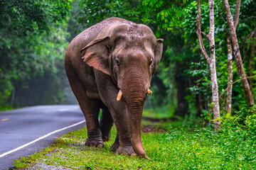 Fototapeta premium Elephants are large mammals and are the largest land animals. Wild elephants eat plants. They are big, have a small head, big legs, and have a trunk that reaches to the ground. That trunk is the nose.