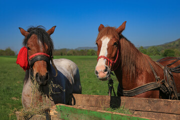 Horses pulling a traditional wooden cart in rural Romania