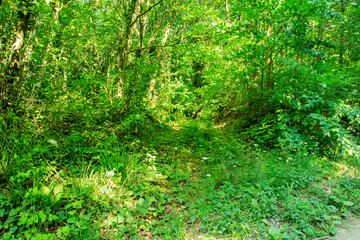 Fototapeta premium panorama of trees and plant in the forest