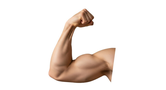 Isolated Muscular Arm Flexing