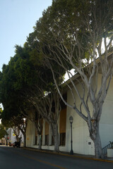 Leafless Trees by Building in Urban Setting
