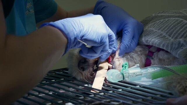 Hands, of a veterinary professional, in blue sterile nitrile gloves performing a dental procedure on a small dog under anesthesia, close up shot.