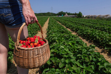 Close-Up of Female Hand Holding Strawberries in Basket During Fruit Harvest Season on a Vibrant Organic Farm in the Countryside