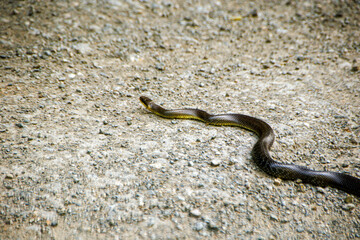 snake in the sand