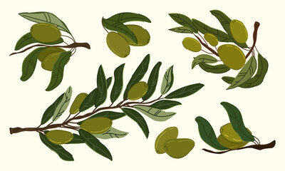  Colorful hand drawn flat Olive Branch Illustrations on Light isolated Background
