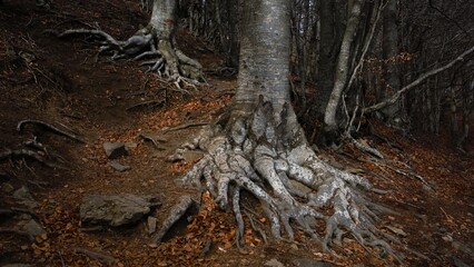 large beech tree roots in forest in autumn