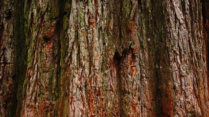 fir tree bark texture as a background