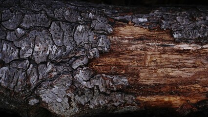 worn bark of pine tree trunk as background