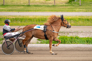 Equestrian sport. Horizontal photo banner. Copy space for your text. Horses compete in harness...