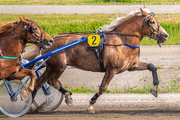 Equestrian sport. Horizontal photo banner. Copy space for your text. Horses compete in harness...