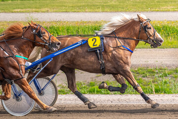 Equestrian sport. Horizontal photo banner. Copy space for your text. Horses compete in harness racing