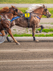 Equestrian sport. Horizontal photo banner. Copy space for your text. Horses compete in harness...