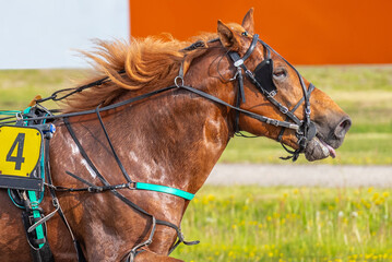 Equestrian sport. Portrait of a horse in motion