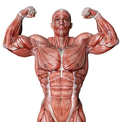 3D Rendering Male Anatomy Figure on White