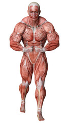 3D Rendering Male Anatomy Figure on White