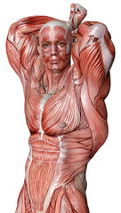 3D Rendering Male Anatomy Figure on White