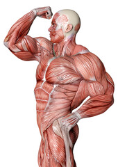 3D Rendering Male Anatomy Figure on White