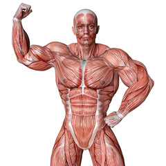 3D Rendering Male Anatomy Figure on White
