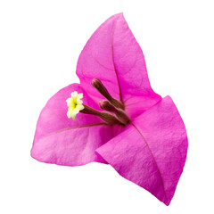 Pink bougainvillea flower with white center isolated on white background