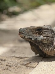 Portrait of an iguana in Quintana Roo Mexico, eye height headshot with bokeh blurred background