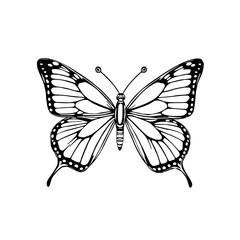 Elegant Butterfly Line Art: A detailed black and white illustration showcases a graceful butterfly with intricate wing patterns, perfect for design projects.