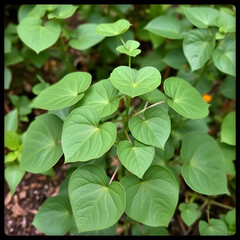 Heart-leaved moonseed herbal plant in a garden.(Tinospora cordifolia)Common names  Gaduchi and Giloya.