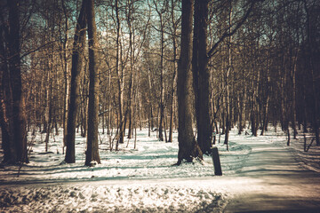 Clear winter day in the park
