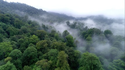 Lush emerald rainforest canopy from aerial perspective with mist swirling